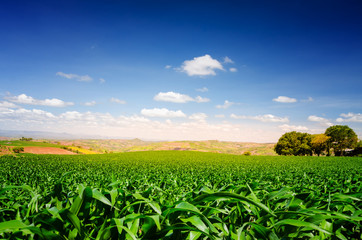 Corn field