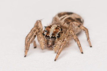 Jumping spider on white isolate white, spider, Close up