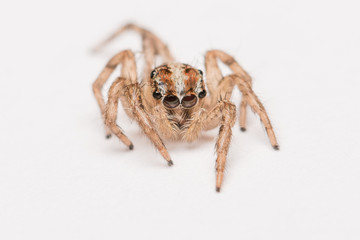 Jumping spider on white isolate white, spider, Close up