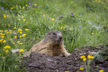 Alpine marmot in the natural environment. Dolomites.