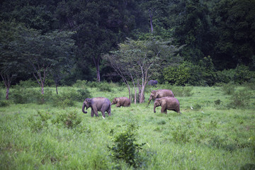 Naklejka na ściany i meble wild elephants live in deep forest,Thailand
