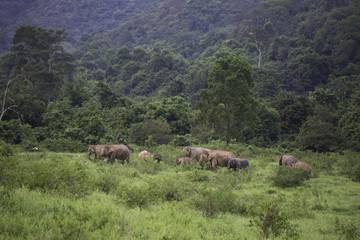 wild elephants live in deep forest,Thailand