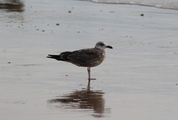 yellow-legged-gull (Larus michahellis)