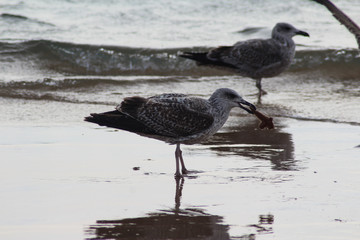 yellow-legged-gull (Larus michahellis)