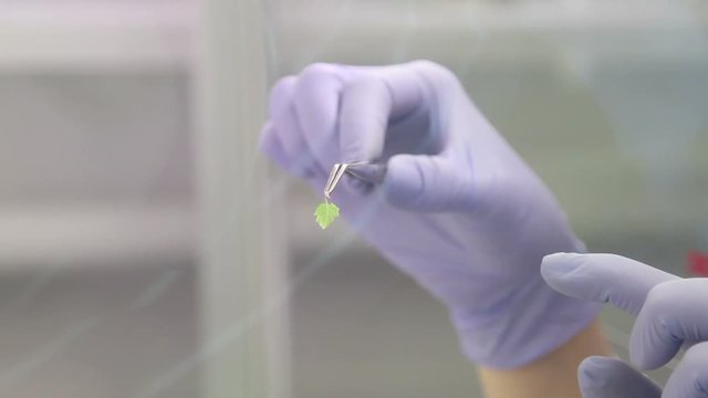 Cloning of the plants. Microclonal reproduction of grapes. Method of apical meristems.