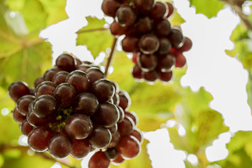 Fresh Grapes from Organic Garden Pesticide free Insect protection with nets and paper bags. Insect trap Healthy grapes.