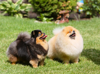 Two beautiful dogs are walking in the park. Lovely puppies stand on green grass on a sunny day. An animal breeds a German Spitz posing on a lawn. Horizontal image.