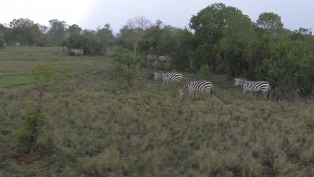 Movement Of A Herd Of Zebras Grazing In A Field In African Savannah In The Rain