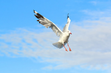 Seagull flying in beautiful sky.