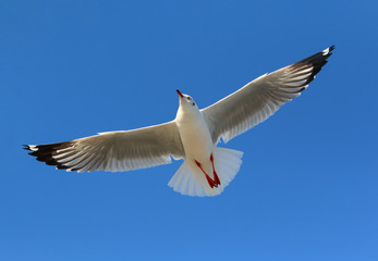 Seagull flying in beautiful sky.