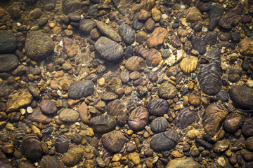Nature concept background of natural color river stone under crystal clean and clear river water, outdoor day light