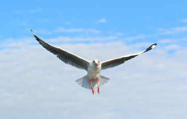 Seagull flying in beautiful sky.