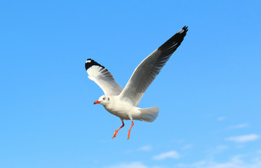 Seagull flying in beautiful sky.