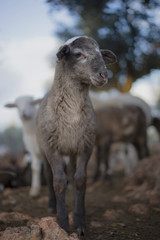 Obraz premium Flock of Sheep with Lambs in a Mediterranean Olive Grove at Dawn 