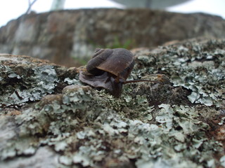 Snail on a rock