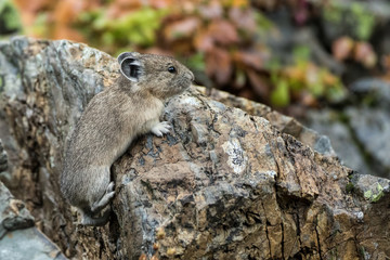 Pika Climbing in Fall-American Pika