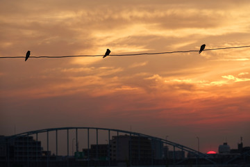 昇る朝日と鳥たち_751