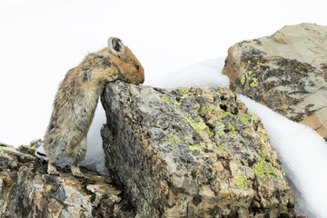 Stretch and Twist-American Pika