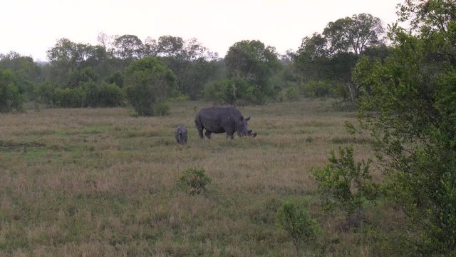 Rhino With Baby Grazing On The Grasslands Of The African Savannah In The Rain