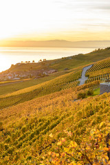 Lavaux Vineyard Terraces, Switzerland during sunset in autumn