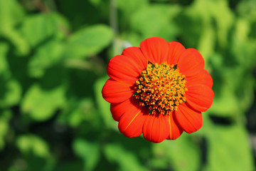 Closeup Red Mexican sunflower