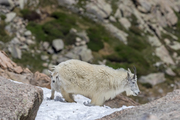 Fototapeta premium Mountain Goat Nanny and Kid