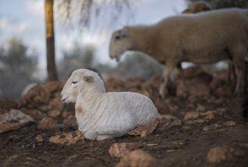  White Lamb resting in a Mediterranean Olive Grove at Dawn 