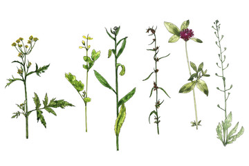 Set of watercolor drawing flowers and plants