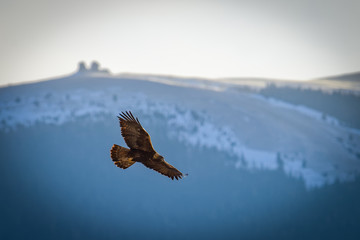 Obraz na płótnie Canvas Golden Eagle over Noon Rocks