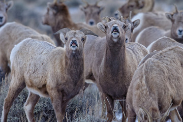 Bighorn lip curls