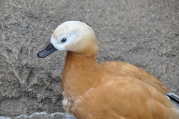 アカツクシガモ