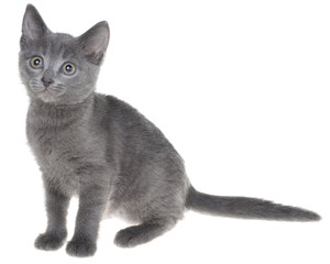 Cute gray shorthair kitten sitting isolated