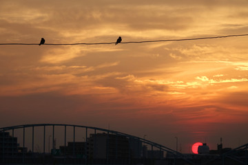 昇る朝日と鳥_747