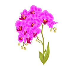 Fototapeta na wymiar Branches orchid Phalaenopsis purple flowers and leaves tropical plants stem and buds on a white background vintage vector botanical illustration for design editable hand draw