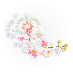Stem orchids  white flowers  Phalaenopsis tropical plant   vintage vector botanical illustration for design hand draw