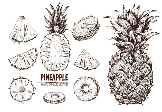 Digital vector detailed line art pineapple fruit