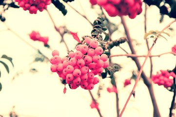 Rowan berries. Selective focus. Retro toned photo.