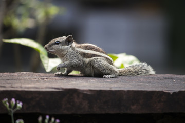 squirrel