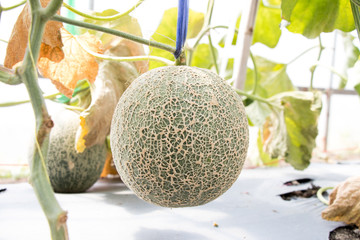 Hanging green melon fruit on agricultural farm background
