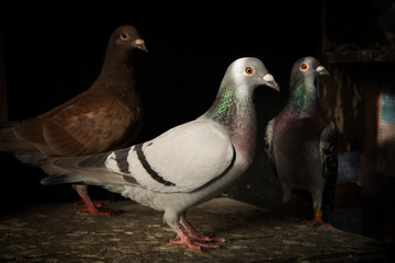 flock of homing pigeon bird in home loft