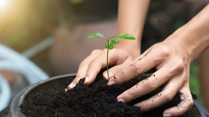 farmer hand planting seedling on soil for agriculture.