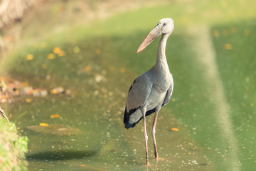 Great Egret (Ardea alba) walking in the water. Heron, White Birds, Animal