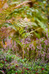 nature details in forest in summer