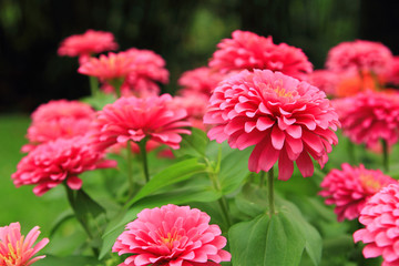 beautiful flower for valentine festive,close up many pink zinnia flower bloom in the garden...