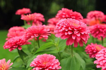 Wall murals Daisies beautiful flower for valentine festive,close up many pink zinnia flower bloom in the garden backyard,zinnia violacea cav is scientific name