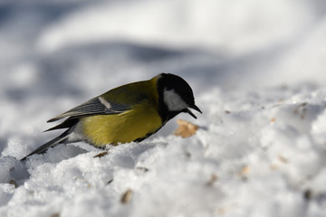 herd of birds titmouse etas from the fodder rack in the winter