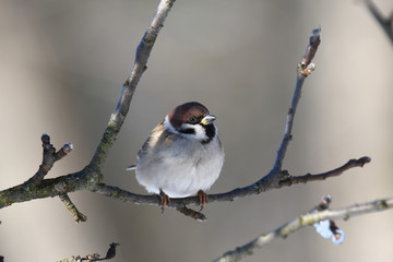 herd of birds titmouse etas from the fodder rack in the winter