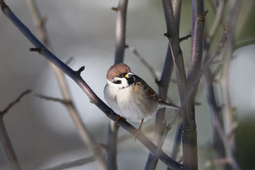 herd of birds titmouse etas from the fodder rack in the winter