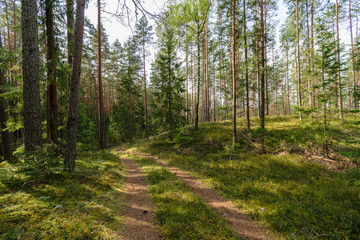 Fototapeta na wymiar nature details in forest in summer