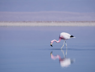 Fototapeta na wymiar Reflexo do Flamingo